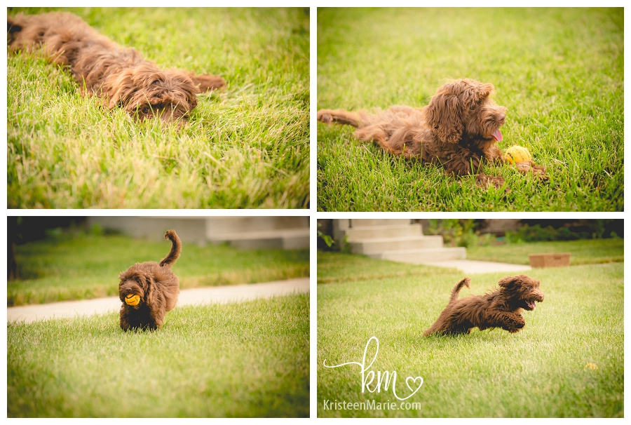 Labradoodle puppy playing