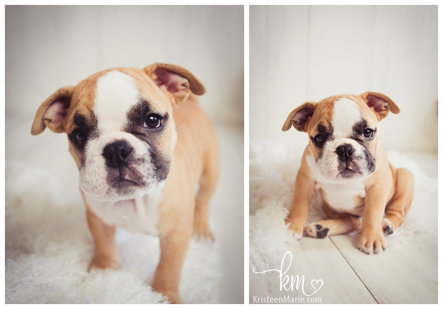 The many faces of a bulldog puppy