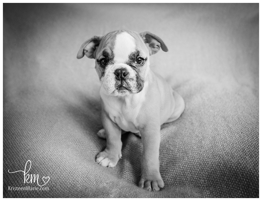 Bulldog picture in black and white