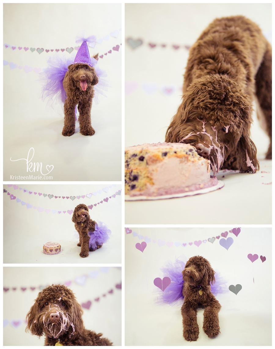 Cake Smash Session with Puppy