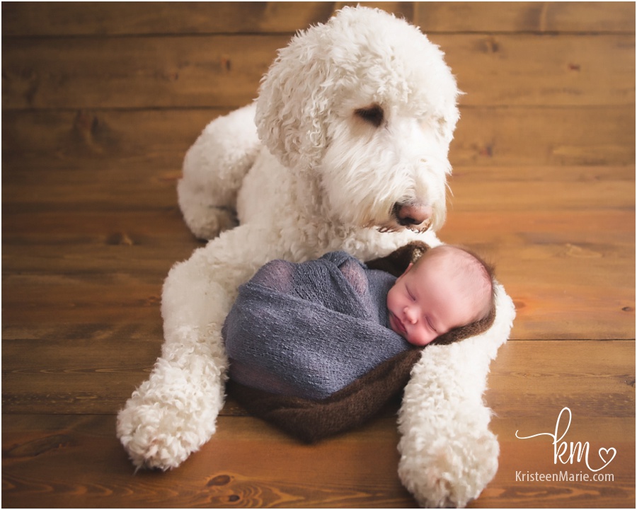 Indianapolis Newborn Photographer - Dog with baby