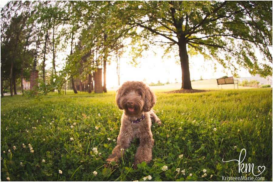 labradoodle under a tree at sunset