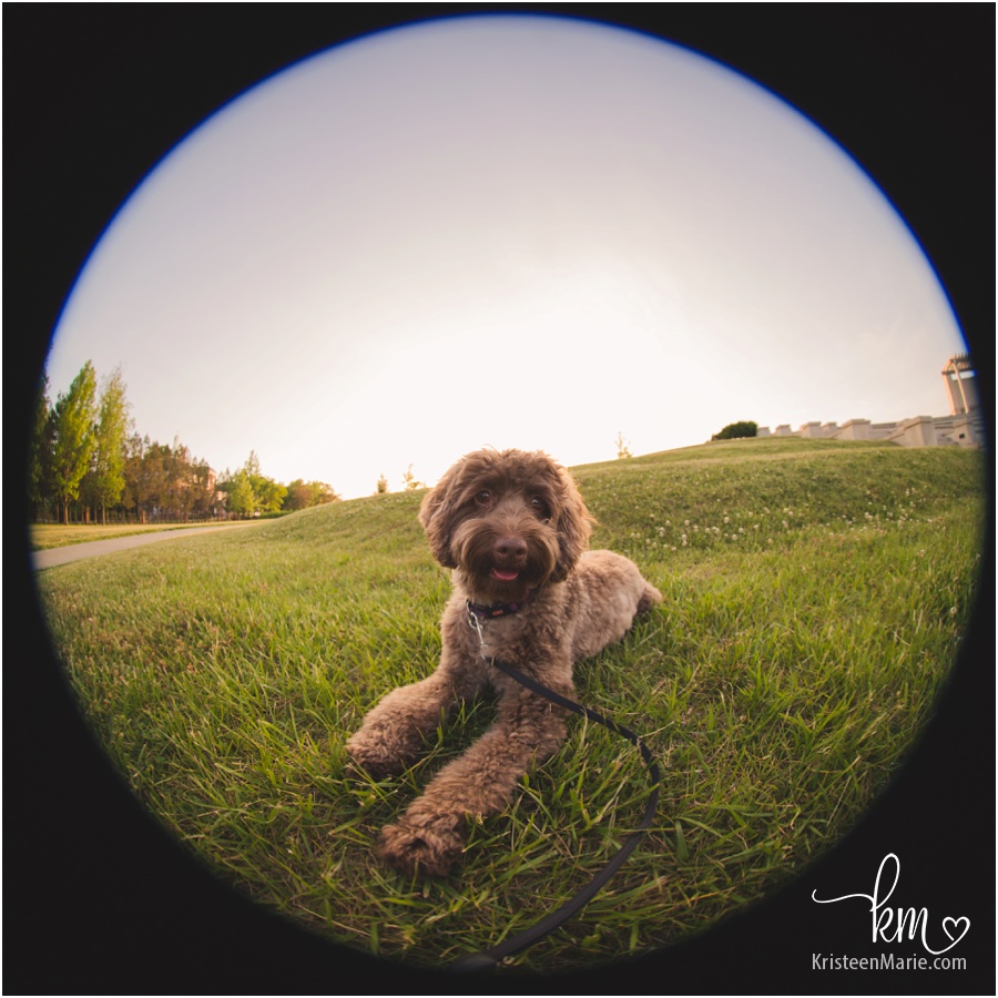 puppy using fisheye lens