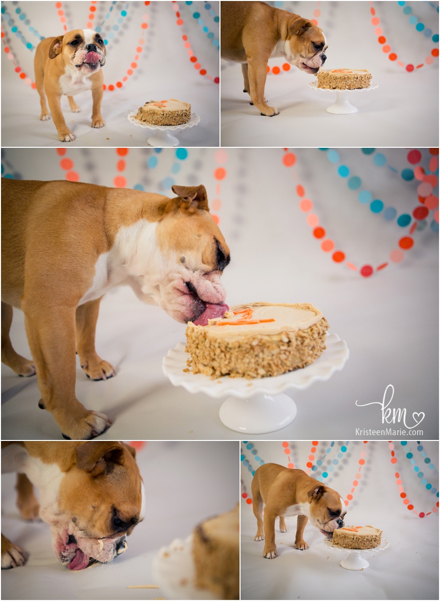 How to celebrate a bulldog's 1st birthday