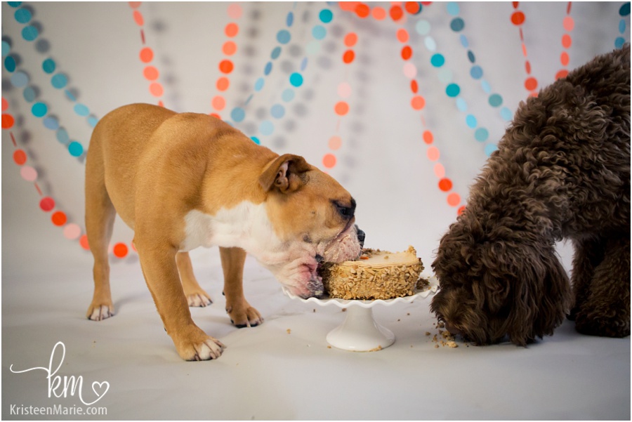 bulldog scarfing down a birthday cake