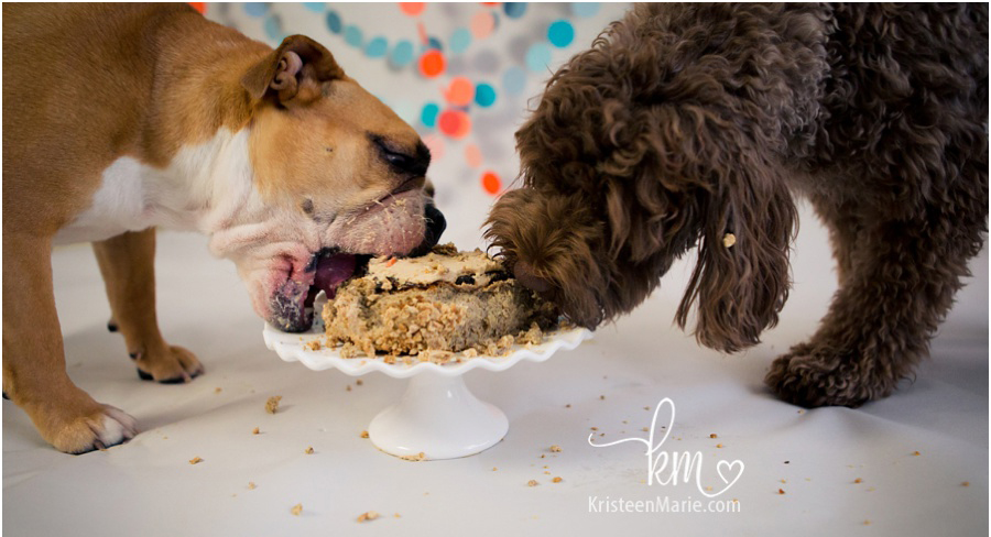 bulldog and labradoodle eat cake