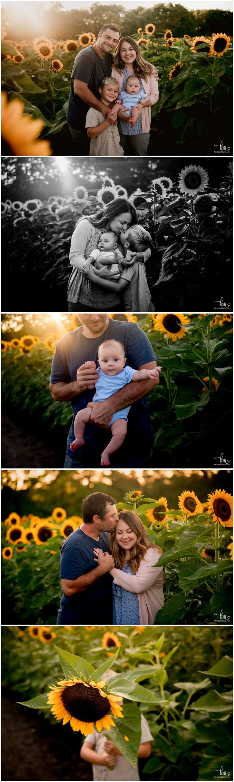 Indianapolis family photographer - sunflower session