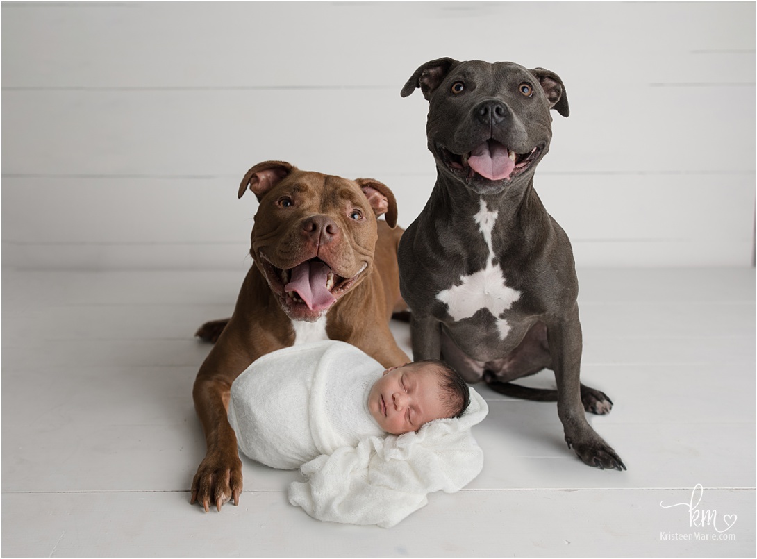 Two pit bulls and a newborn - Indianapolis newborn photography