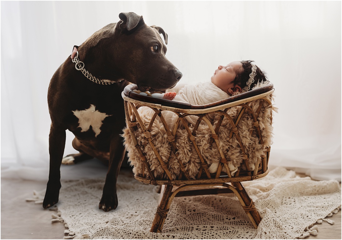 dog and newborn baby