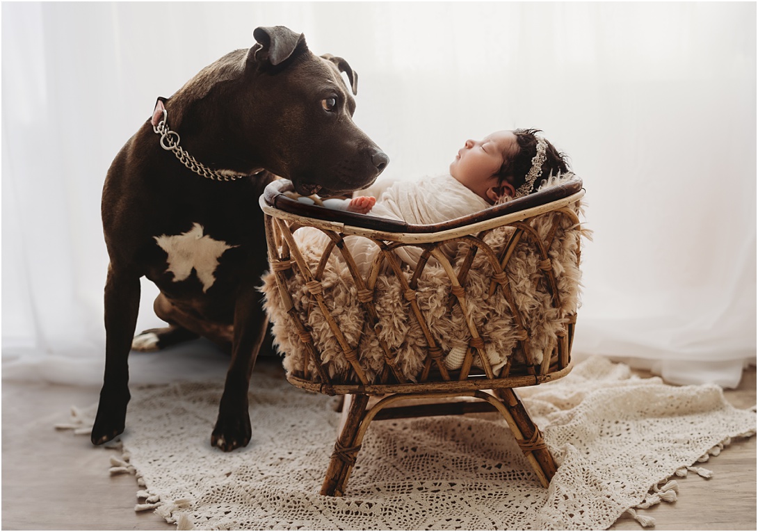 newborn baby girl with pit bull dog