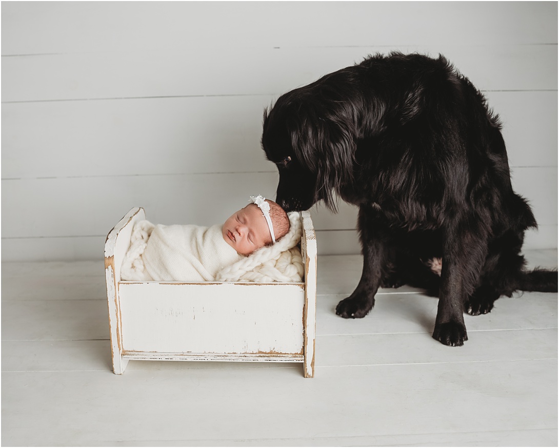 newborn girl and dog