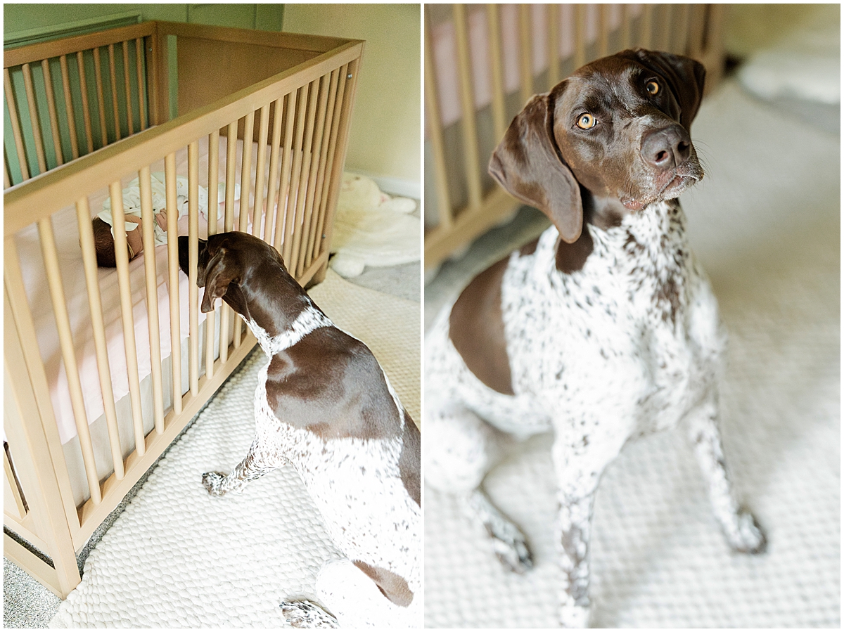 Newborn girl sleeps in her crib while the family dog rests nearby.