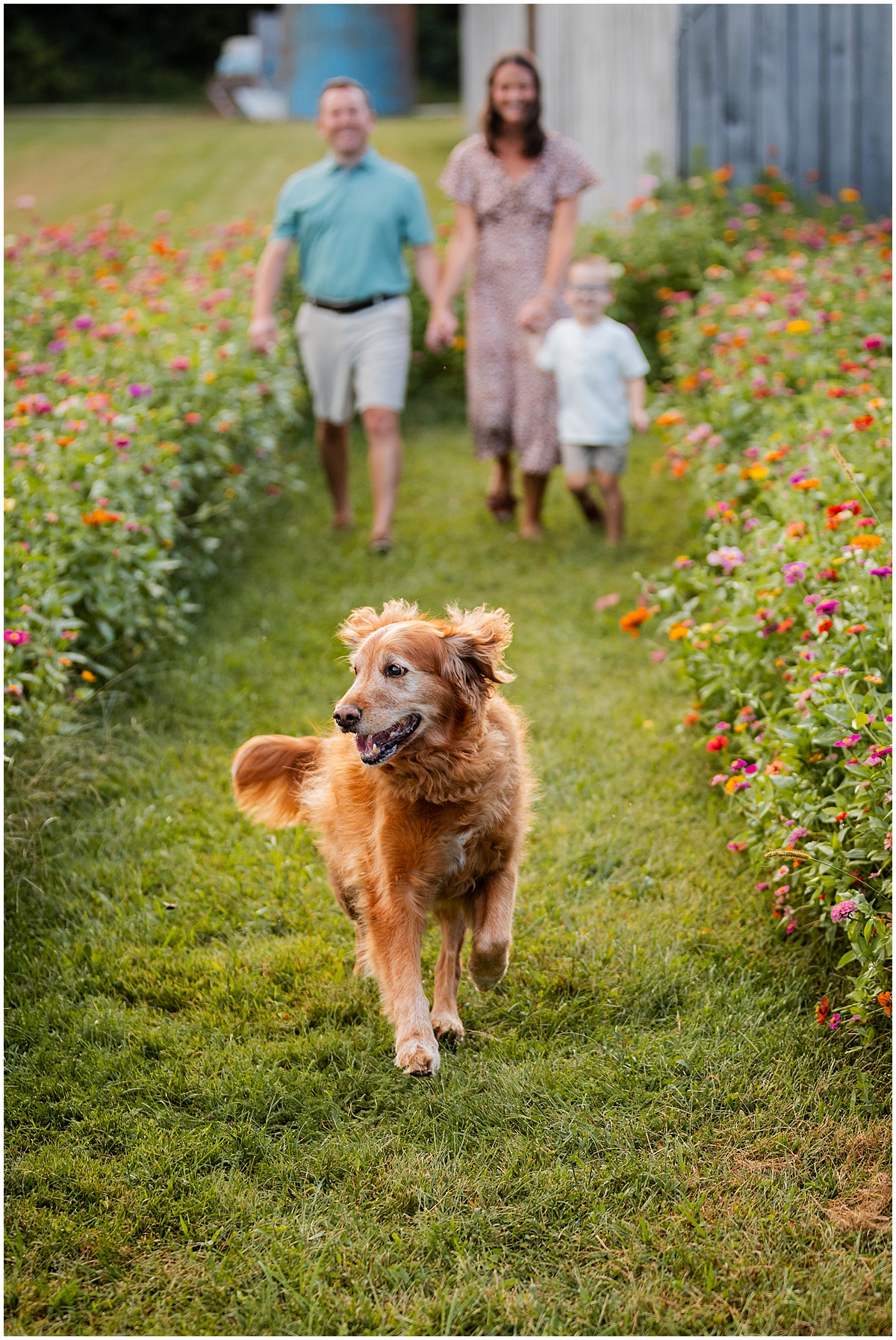 Golden dog running along a grassy path with the family walking behind.